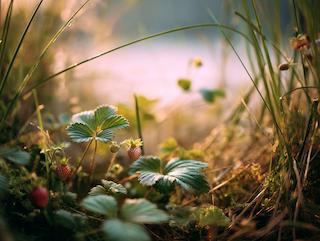 Die Fragariae folium, pur und in voller Entfaltung