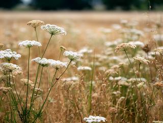Die Pimpinella anisum, pur und in voller Entfaltung