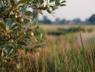 Die Malus domestica, pur und in voller Entfaltung