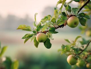 Die Pflanze in Blüte
