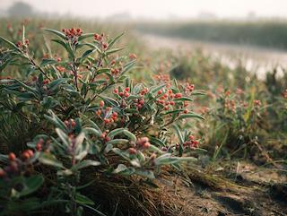 Die Withania somnifera, pur und in voller Entfaltung