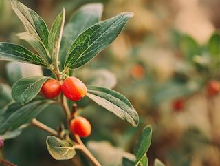 Die Pflanze in Blüte