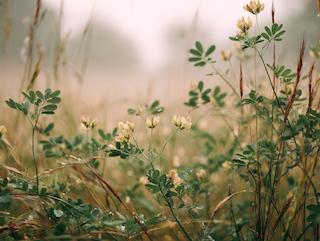 Die Astragalus membranaceus, pur und in voller Entfaltung