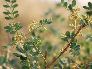 Die Pflanze in Blüte