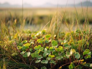 Die Centella asiatica, pur und in voller Entfaltung