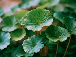 Die Pflanze in Blüte