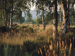 Die Betula pendula, pur und in voller Entfaltung