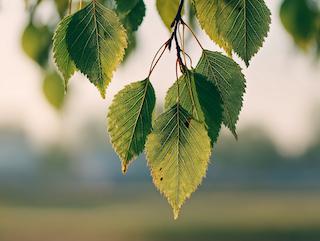 Die Pflanze in Blüte