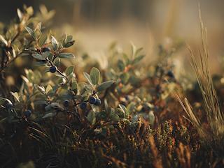 Die Vaccinium myrtillus, pur und in voller Entfaltung