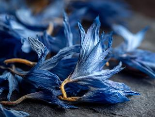 Getrocknet und bereit für Tee