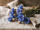 Frisch geerntet: blaue kornblume