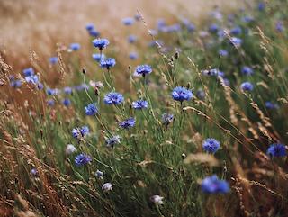 Die Centaurea cyanus, pur und in voller Entfaltung