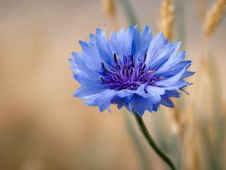 Die Pflanze in Blüte