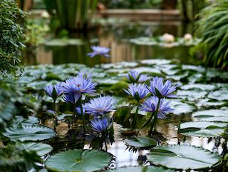 Die Nymphaea caerulea, pur und in voller Entfaltung