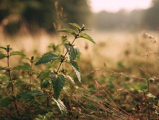 Die Urtica dioica, pur und in voller Entfaltung