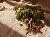 Frisch geerntet: brennnesselwurzel