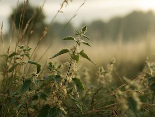 Die Urtica dioica, pur und in voller Entfaltung