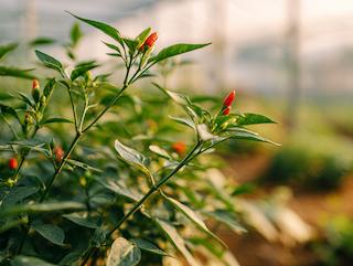 Die Pflanze in Blüte