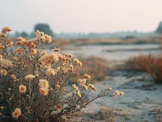 Die Chrysanthemum morifolium, pur und in voller Entfaltung