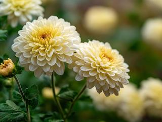 Die Pflanze in Blüte