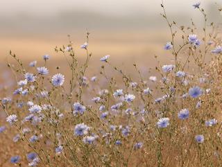 Die Cichorium intybus L., pur und in voller Entfaltung