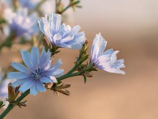 Die Pflanze in Blüte