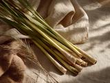 Frisch geerntet: zitronengras