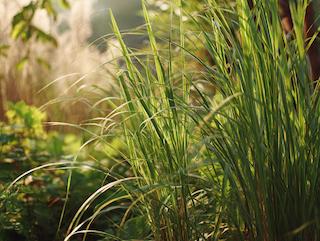 Die Cymbopogon citratus, pur und in voller Entfaltung