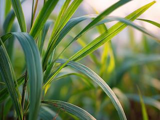 Die Pflanze in Blüte