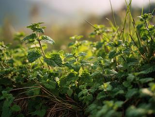 Die Melissa officinalis, pur und in voller Entfaltung
