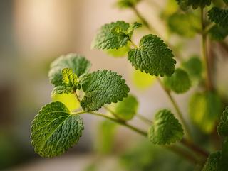 Die Pflanze in Blüte