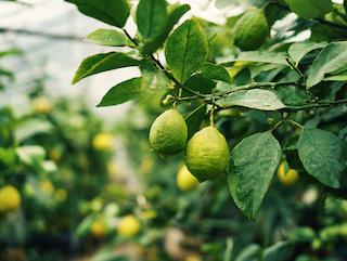 Die Citrus limonum pericarpium, pur und in voller Entfaltung