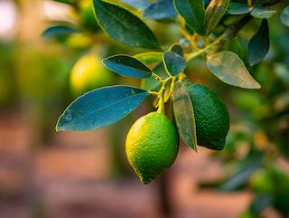 Die Pflanze in Blüte