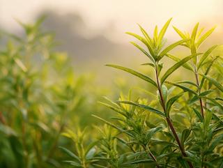 The Aloysia citrodora Paláu, pure and in full growth