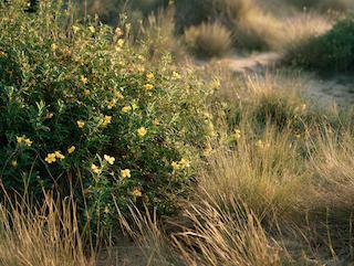 De Turnera diffusa, puur en in volle groei