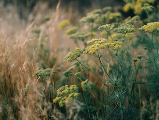 Die Anethum graveolens, pur und in voller Entfaltung