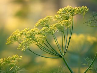 Die Pflanze in Blüte