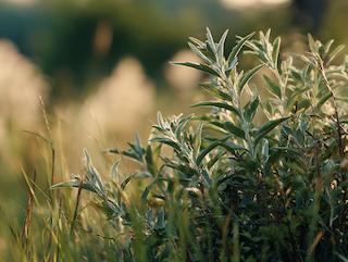 Die Artemisia dracunclus, pur und in voller Entfaltung
