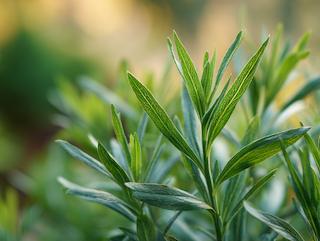 Die Pflanze in Blüte