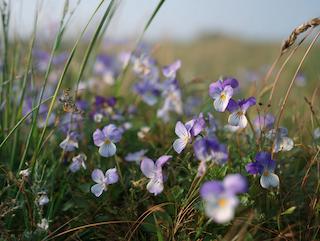 De Viola tricolor, puur en in volle groei