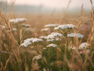 Die Achillea millefolium, pur und in voller Entfaltung