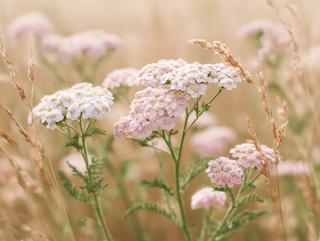 Die Pflanze in Blüte