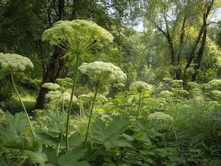 De Angelica archangelica, puur en in volle groei