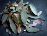 Gedroogd en klaar voor thee: eucalyptus bladeren