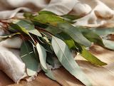 Vers geoogst: eucalyptus bladeren