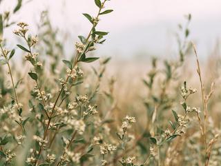 Die Trigonella foenum graecum, pur und in voller Entfaltung