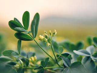 Die Pflanze in Blüte