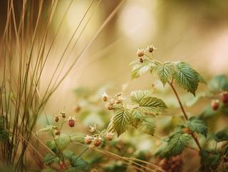 Die Rubus idaeus, pur und in voller Entfaltung