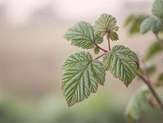 Die Pflanze in Blüte