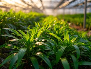 Die Zingiber officinale, pur und in voller Entfaltung